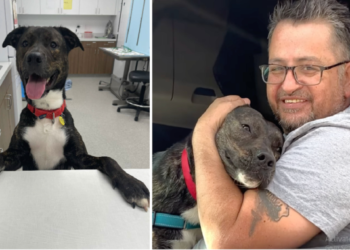 After spending 372 days in the shelter, a dog saved from euthanasia finally finds a forever home