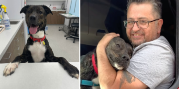 After spending 372 days in the shelter, a dog saved from euthanasia finally finds a forever home