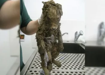 Muddy ‘Pup’ Unearthed: Surprise, It’s Not a Dog!