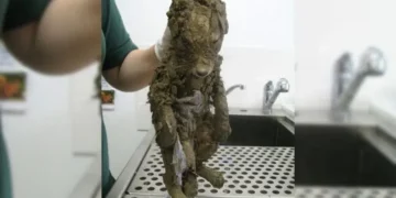 Muddy ‘Pup’ Unearthed: Surprise, It’s Not a Dog!
