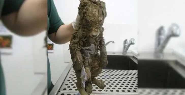 Muddy ‘Pup’ Unearthed: Surprise, It’s Not a Dog!