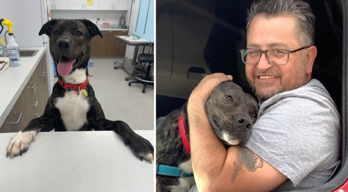 After spending 372 days in the shelter, a dog saved from euthanasia finally finds a forever home