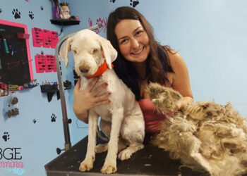 A Dog Groomer Opened Her Shop At Night To Cut A Stray Dog’s Hair