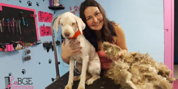 A Dog Groomer Opened Her Shop At Night To Cut A Stray Dog’s Hair