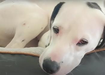 Puppy Left Behind at Rest Stop Follows Man’s Truck and Climbs Aboard