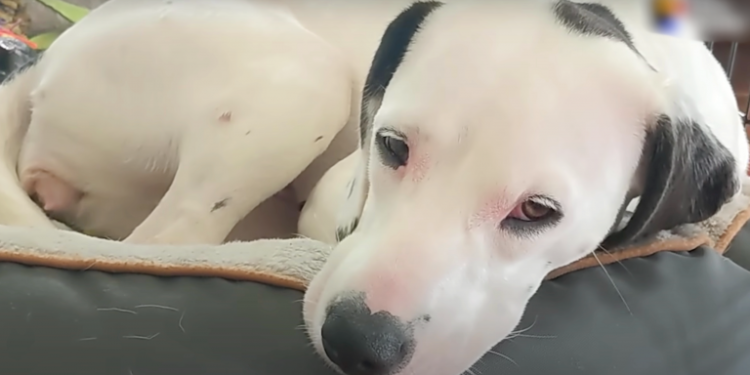 Puppy Left Behind at Rest Stop Follows Man’s Truck and Climbs Aboard