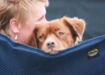 Widow Struggled to Cope After Husband’s Death, 17-Year-Old Dog Brings Solace and Healing