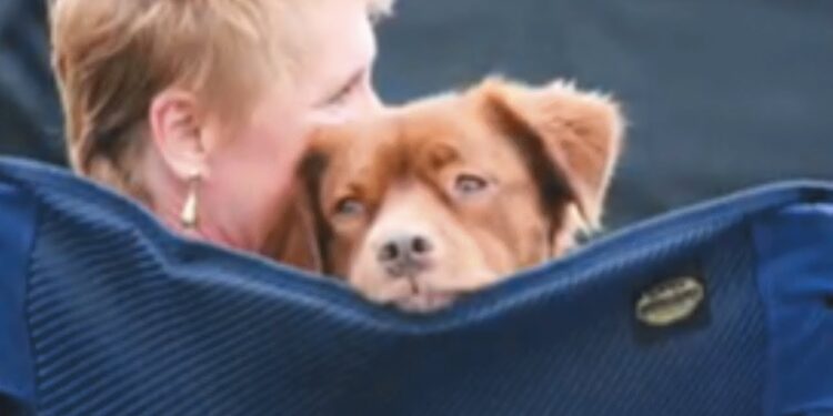 Widow Struggled to Cope After Husband’s Death, 17-Year-Old Dog Brings Solace and Healing