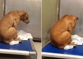 Dog Waits Hopefully, Staring at the Shelter Wall After Adoption Falls Through