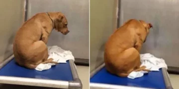 Dog Waits Hopefully, Staring at the Shelter Wall After Adoption Falls Through