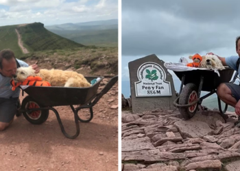 Video: Man Carries His Ill Dog Up Beloved Mountain in a Wheelbarrow for One Final Journey