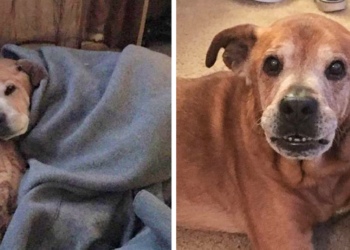 Sick Senior Dog Lives Just Long Enough to Greet His New Baby Sister.