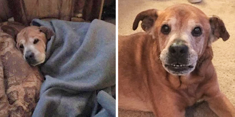 Sick Senior Dog Lives Just Long Enough to Greet His New Baby Sister.