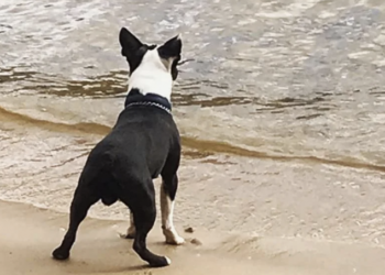 Dog Dives into River, Rescues Pup Carried Off by Stream.