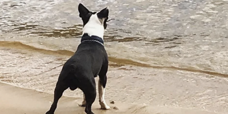 Dog Dives into River, Rescues Pup Carried Off by Stream.