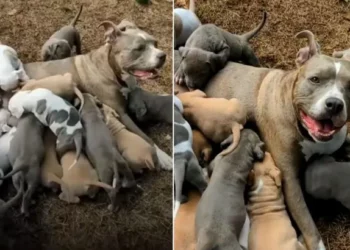 Pitbull Surprises Foster Family with a Massive Litter