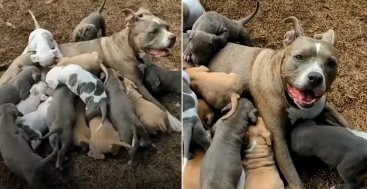Pitbull Surprises Foster Family with a Massive Litter