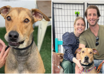 After 477 Days In The Shelter, The Dog Finally Finds A Loving Home.