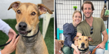 After 477 Days In The Shelter, The Dog Finally Finds A Loving Home.