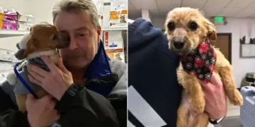 Puppy Found After Being Tossed from a Bridge with Mouth Taped Shut
