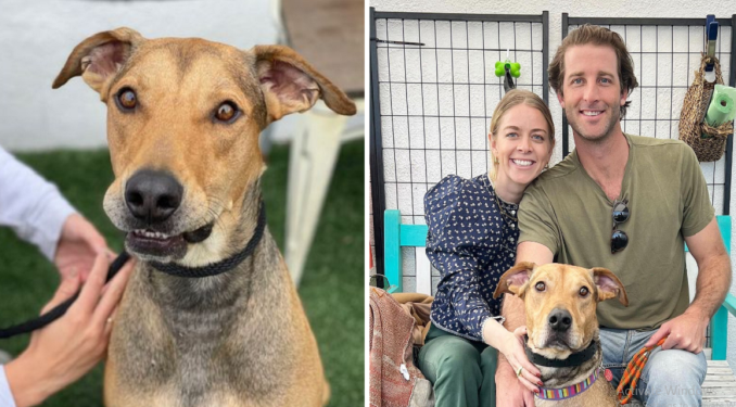 After 477 Days In The Shelter, The Dog Finally Finds A Loving Home.
