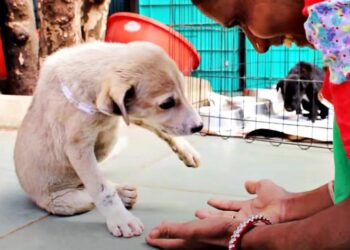 Injured Street Pup Offers Grateful Kisses at Her First Opportunity