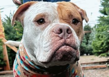 Dog Surviving on Trash Gets Rescued Just Moments Before Euthanasia.