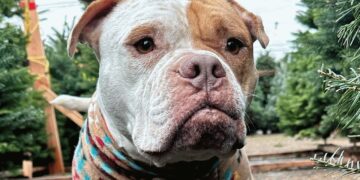 Dog Surviving on Trash Gets Rescued Just Moments Before Euthanasia.