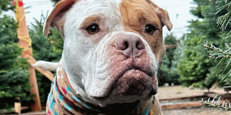 Dog Surviving on Trash Gets Rescued Just Moments Before Euthanasia.