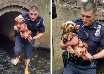 Barefooted Cop Braves Dark Tunnel to Save Scared Dog, Earning Admiration from All