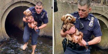Barefooted Cop Braves Dark Tunnel to Save Scared Dog, Earning Admiration from All
