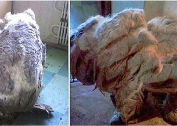 Dog Rescued and Transformed After 4 Bags of Matted Fur Removed