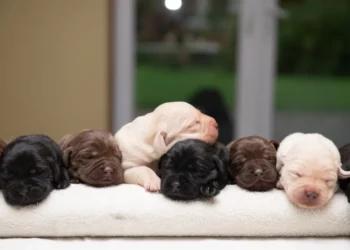 Zola’s Labrador Litter Showcases Rare Black, Yellow, and Chocolate Pups