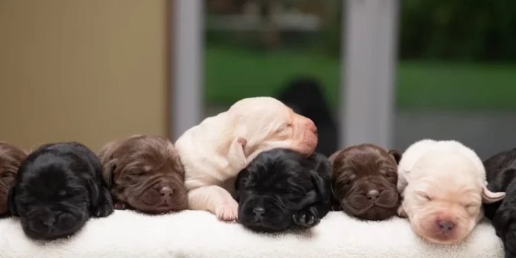 Zola’s Labrador Litter Showcases Rare Black, Yellow, and Chocolate Pups