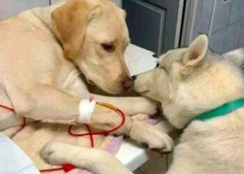 A Vet Uses a Comfort Dog to Soothe Anxious and Ill Pets