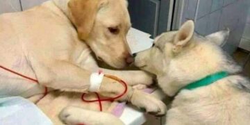 A Vet Uses a Comfort Dog to Soothe Anxious and Ill Pets