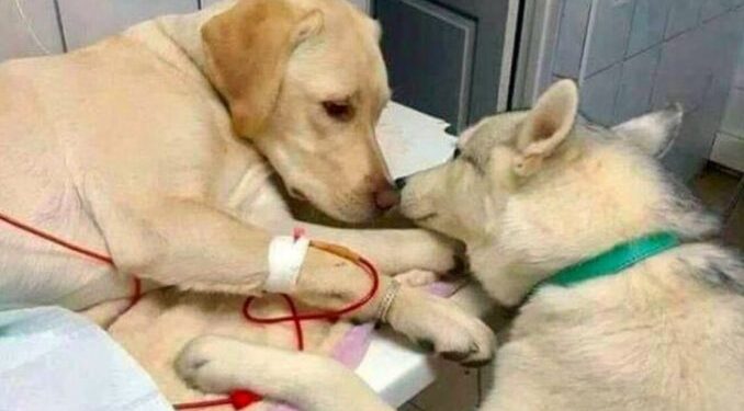 A Vet Uses a Comfort Dog to Soothe Anxious and Ill Pets