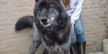 16 Majestic Wolfdogs We Can’t Resist Loving