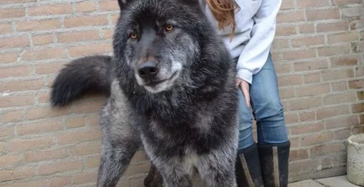 16 Majestic Wolfdogs We Can’t Resist Loving