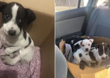 Woman Saves Abandoned Puppy in a Box and Finds He Has Company