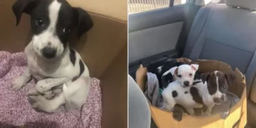 Woman Saves Abandoned Puppy in a Box and Finds He Has Company