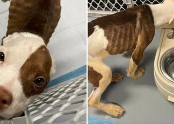 Skinny Puppy in Crate Blooms with a Bit of Love