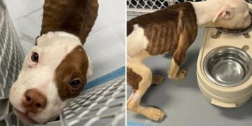 Skinny Puppy in Crate Blooms with a Bit of Love