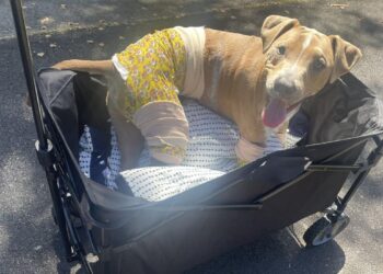 Dog Separated in Lahaina Fire Joyfully Reconnects with Family.
