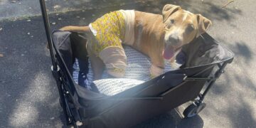 Dog Separated in Lahaina Fire Joyfully Reconnects with Family.