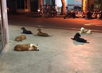 Six Faithful Dogs Followed an Ambulance and Waited Outside a Hospital All Day for Their Owner to Come Out