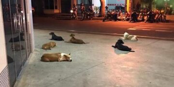 Six Faithful Dogs Followed an Ambulance and Waited Outside a Hospital All Day for Their Owner to Come Out
