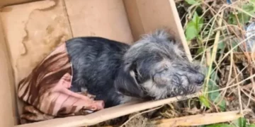 Abandoned Pup Found in a Box Demonstrates His Fighter Spirit