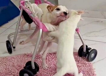 Mother Brings Home Cat for Her Paralysed Dog, The Cat Becomes the Pup’s Healing Companion
