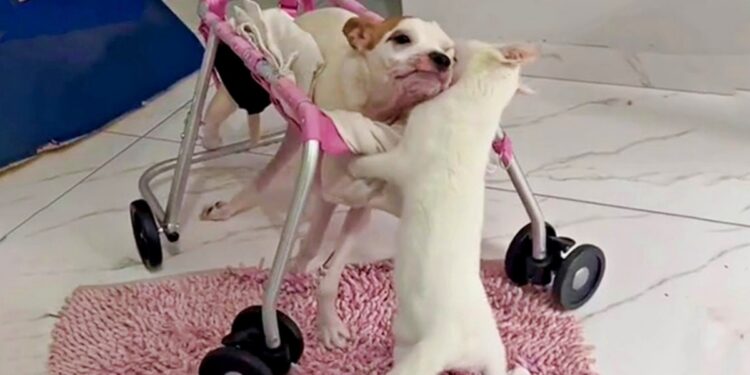 Mother Brings Home Cat for Her Paralysed Dog, The Cat Becomes the Pup’s Healing Companion